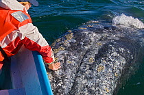 Tourist in small boat leaning out to touch curious Grey whale (Eschrichtius robustus) San Ignacio Lagoon, Baja California, Mexico, February 2006