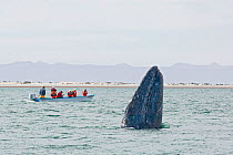 Grey whale (Eschrichtius robustus) spyhopping watched by tourists in small boat, San Ignacio Lagoon, Baja California, Mexico, February 2006