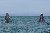 Grey whale (Eschrichtius robustus) two individuals spyhopping together, San Ignacio Lagoon, Baja California, Mexico