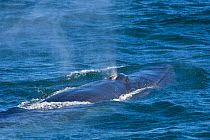 Sei whale (Balaenoptera borealis) blowing, Sea of Cortez (Gulf of California), Baja California, Mexico, Endangered