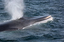 Fin whale (Balaenoptera physalus) blowing at surface, Sea of Cortez (Gulf of California), Baja California, Mexico