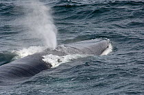 Fin whale (Balaenoptera physalus) blowing at surface, Sea of Cortez (Gulf of California), Baja California, Mexico, Endangered