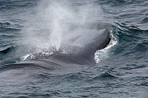 Fin whale (Balaenoptera physalus) blowing at surface, Sea of Cortez (Gulf of California), Baja California, Mexico