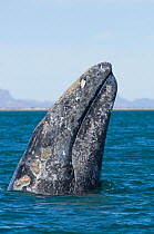 Grey whale (Eschrichtius robustus) spyhopping San Ignacio Lagoon, Baja California, Mexico