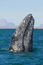 Grey whale (Eschrichtius robustus) spyhopping, San Ignacio Lagoon, Baja California, Mexico