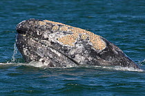 Grey whale (Eschrichtius robustus) surfacing, San Ignacio Lagoon, Baja California, Mexico