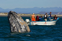 Tourists in small boat watch Grey whale (Eschrichtius robustus) spyhopping, San Ignacio Lagoon, Baja California, Mexico, February 2007