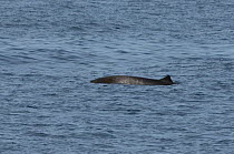 Pygmy / Lesser / Peruvian beaked whale (Mesoplodon peruvianus) Extremely rare photograph of live animal at sea, near San Diego island, Sea of Cortez (Gulf of California), Mexico, Probable male