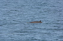 Pygmy / Lesser / Peruvian beaked whale (Mesoplodon peruvianus) Extremely rare photograph of live animal at sea, near San Diego island, Sea of Cortez (Gulf of California), Mexico, Probable female