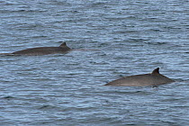 Pygmy / Lesser / Peruvian beaked whales(Mesoplodon peruvianus) Extremely rare photograph of live animal at sea, near San Diego island, Sea of Cortez (Gulf of California), Mexico,
