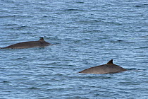 Pygmy / Lesser / Peruvian beaked whales(Mesoplodon peruvianus) Extremely rare photograph of live animal at sea, near San Diego island, Sea of Cortez (Gulf of California), Mexico, Probable male