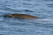 Pygmy / Lesser / Peruvian beaked whale (Mesoplodon peruvianus) Extremely rare photograph of live animal at sea, near San Diego island, Sea of Cortez (Gulf of California), Mexico, Probable female