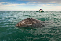 Tourists in small boat watching a Grey whale (Eschrichtius robustus) San Ignacio Lagoon, Baja California, Mexico, March 2007