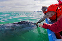 Tourists in small boat leaning out to touch a curious Grey whale (Eschrichtius robustus) San Ignacio Lagoon, Baja California, Mexico,  March 2007