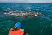 Tourists in small boat watching Grey whale (Eschrichtius robustus) San Ignacio Lagoon, Baja California, Mexico,  March 2007