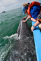 Tourists in small boat leaning out to touch a curious Grey whale (Eschrichtius robustus) San Ignacio Lagoon, Baja California, Mexico, March 2007