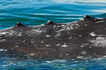 Grey whale (Eschrichtius robustus) close-up of tailstock showing distinctive 'knuckles', San Ignacio Lagoon, Baja California, Mexico