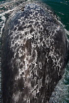 Grey whale (Eschrichtius robustus) lying upside-down on surface, showing mottled underside, San Ignacio Lagoon, Baja California, Mexico