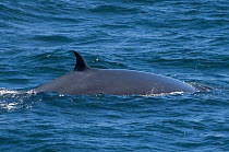 Bryde's whale (Balaenoptera edeni) surfacing, Sea of Cortez (Gulf of California), Baja California, Mexico