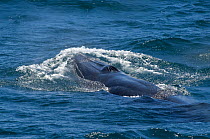Bryde's whale (Balaenoptera edeni) surfacing, Sea of Cortez (Gulf of California), Baja California, Mexico
