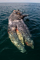 Dead Grey whale (Eschrichtius robustus) floating in water, gulls feeling on carcass, San Ignacio Lagoon, Baja California, Mexico