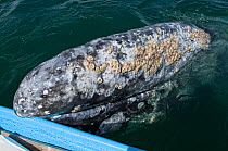 Grey whale (Eschrichtius robustus) resting head against side of whale watching boat, San Ignacio Lagoon, Baja California, Mexico, February 2009