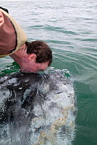 Tourist in small boat leaning out to kiss a Grey whale (Eschrichtius robustus) San Ignacio Lagoon, Baja California, Mexico,  February 2009