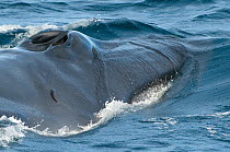 Fin whale (Balaenoptera physalus) close up of blowhole at surface, Sea of Cortez (Gulf of California), Baja California, Mexico, Endangered
