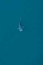 Whale shark (Rhincodon typus) aerial view of juvenile, La Paz Bay, Sea of Cortez (Gulf of California), Baja California, Mexico