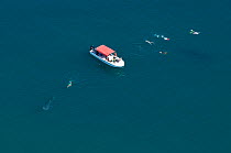 Whale shark (Rhincodon typus) - aerial of juveniles with snorkellers and tourist boat nearby, La Paz Bay, Sea of Cortez (Gulf of California), Baja California, Mexico, March 2009