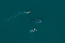Whale shark (Rhincodon typus) aerial view of juvenile with two people swimming alongside, La Paz Bay, Sea of Cortez (Gulf of California), Baja California, Mexico, March 2009