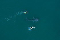 Whale shark (Rhincodon typus) aerial view of juvenile with two people swimming alongside, La Paz Bay, Sea of Cortez (Gulf of California), Baja California, Mexico, March 2009