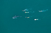 Whale shark (Rhincodon typus) aerial view of juvenile with five people swimming / snorkelling behind, La Paz Bay, Sea of Cortez (Gulf of California), Baja California, Mexico, March 2009