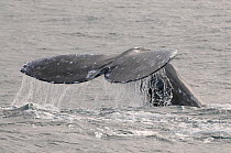 Grey whale (Eschrichtius robustus) fluking, San Ignacio Lagoon, Baja California, Mexico