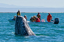 Tourists watching curious Grey whale (Eschrichtius robustus) spyhopping, San Ignacio Lagoon, Baja California, Mexico,  February 2010