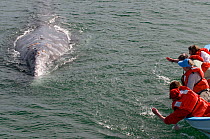 Tourists splashing the water to attract curious Grey whale (Eschrichtius robustus) surfacing, San Ignacio Lagoon, Baja California, Mexico, February 2010