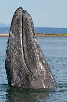 Grey whale (Eschrichtius robustus) spyhopping, San Ignacio Lagoon, Baja California, Mexico