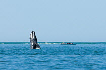 Grey whale (Eschrichtius robustus) breaching, leaping out of the water, with whale watching boat nearby, San Ignacio Lagoon, Baja California, Mexico
