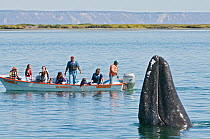 Tourists watching Grey whale (Eschrichtius robustus) spyhopping, San Ignacio Lagoon, Baja California, Mexico,  February 2010