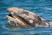 Grey whale (Eschrichtius robustus) spyhopping,  showing baleen plates, San Ignacio Lagoon, Baja California, Mexico