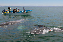 BBC film crew filming and sound recording Grey whale (Eschrichtius robustus) at surface, San Ignacio Lagoon, Baja California, Mexico,  February 2009