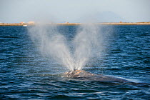 Grey whale (Eschrichtius robustus) blowing, San Ignacio Lagoon, Baja California, Mexico