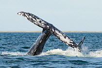 Grey whale (Eschrichtius robustus) mating group, lifting tail high in the air, San Ignacio Lagoon, Baja California, Mexico