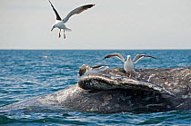Dead grey whale (Eschrichtius robustus) floating on water surface; gulls feeding on carcass, San Ignacio Lagoon, Baja California, Mexico