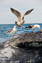 Dead grey whale (Eschrichtius robustus) floating on sea surface, gulls feeding on carcass, San Ignacio Lagoon, Baja California, Mexico