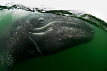 Grey whale (Eschrichtius robustus) underwater, San Ignacio Lagoon, Baja California, Mexico