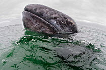 Grey whale (Eschrichtius robustus) spyhopping,  , San Ignacio Lagoon, Baja California, Mexico