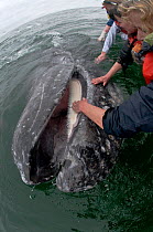Tourists lean from boat to touch the mouth of a friendly Grey whale (Eschrichtius robustus) San Ignacio Lagoon, Baja California, Mexico, April 2009