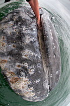 Hands of a tourist leaning from boat to touch the mouth of a friendly Grey whale (Eschrichtius robustus) San Ignacio Lagoon, Baja California, Mexico, April 2009