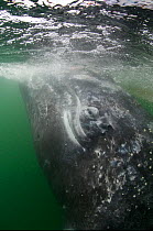 Grey whale (Eschrichtius robustus) underwater,  San Ignacio Lagoon, Baja California, Mexico